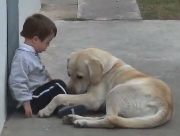 Heart-Warming Moment Gentle Labrador Himalaya Coaxed Reluctant Down's Syndrome Boy Who Shuns Human Contact to Play With Him